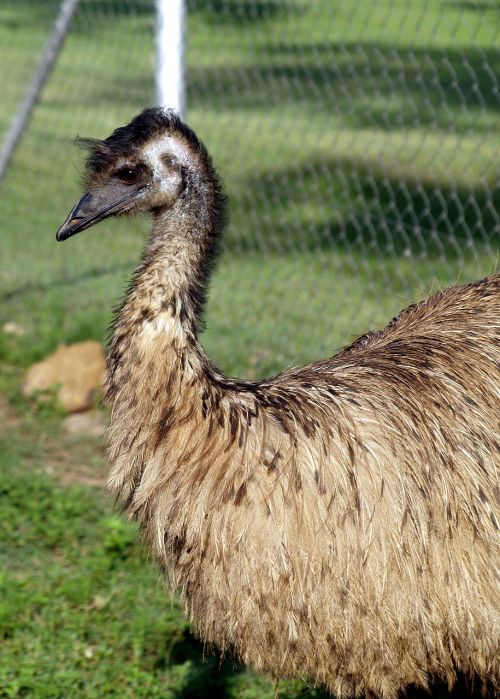 emu wild bird nature