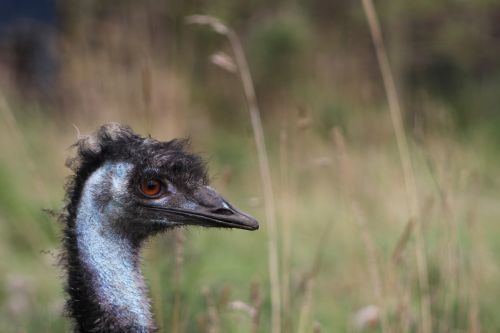emu nature bird