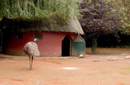 emu big bird zoo