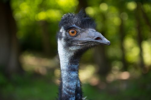 emu bird ostrich
