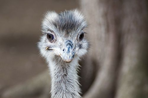 emu animal bird