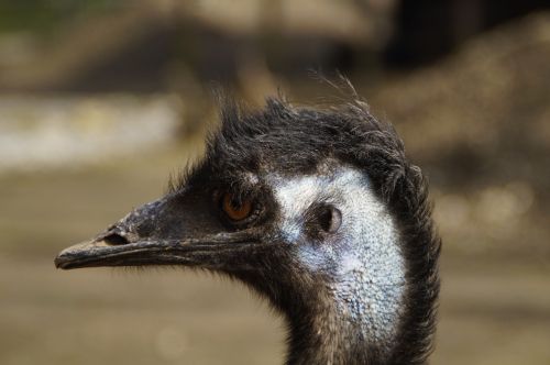 emu head portrait