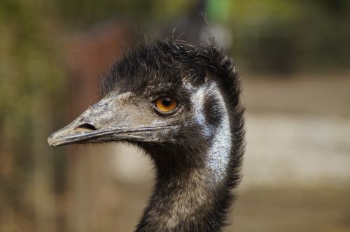 emu flightless bird bird