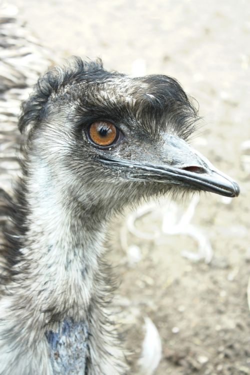 emu bird beak
