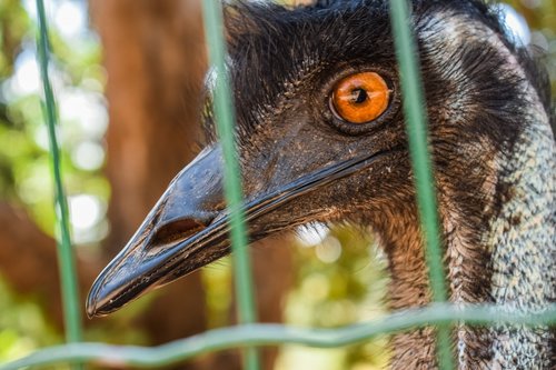 emu  head  eye