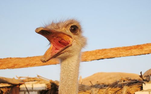 emu flightless bird face