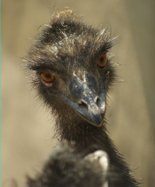 emu portrait zoo