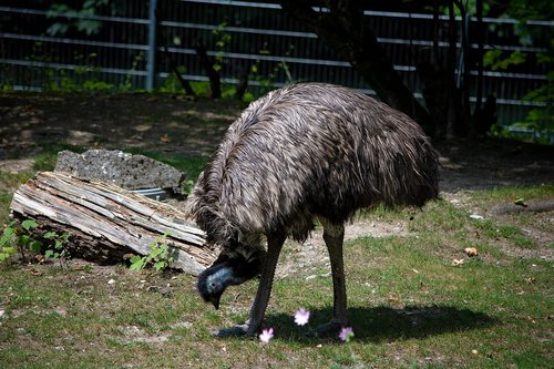 emu  bird  animal