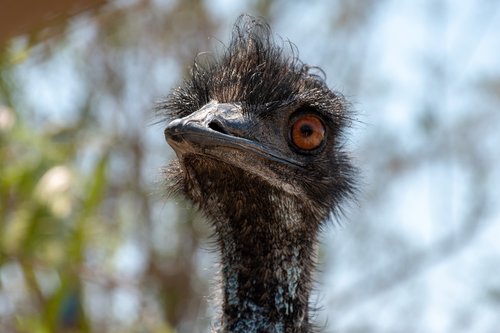 emu  animal  zoo