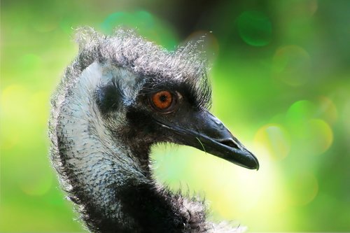 emu  flightless bird  bird