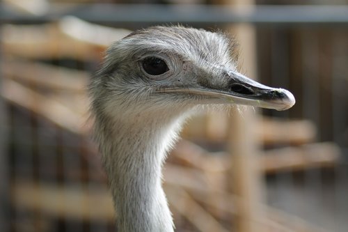 emu  zoo  flightless bird