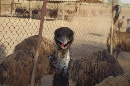 emu  strange bird  virar