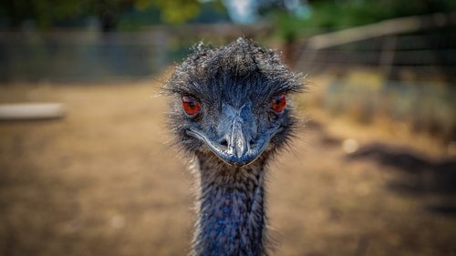 emu  bird  animal