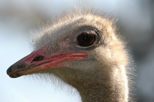 emu  animal  australia