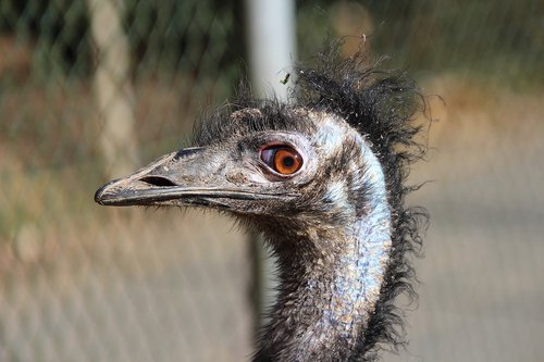 emu  bird  animal