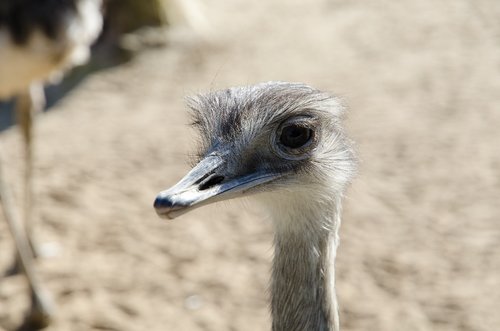 emu  zoo  animal