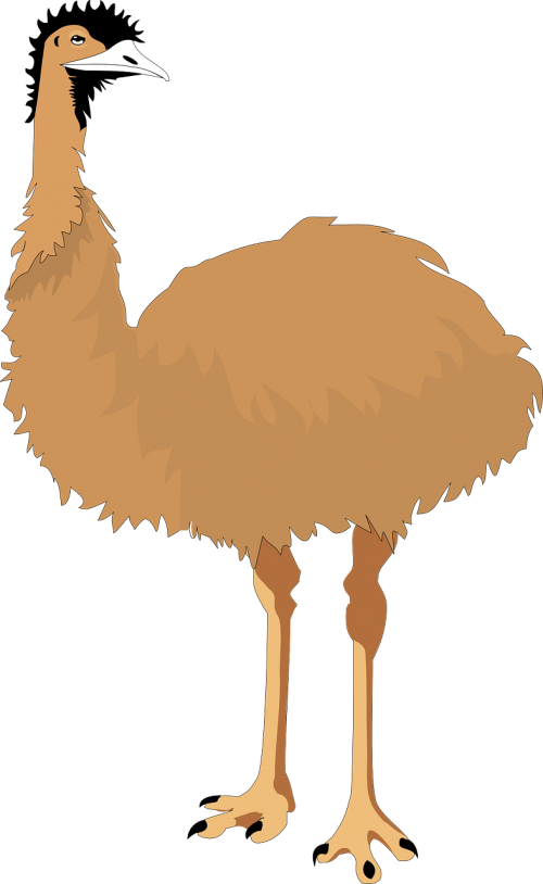 emu flightless bird