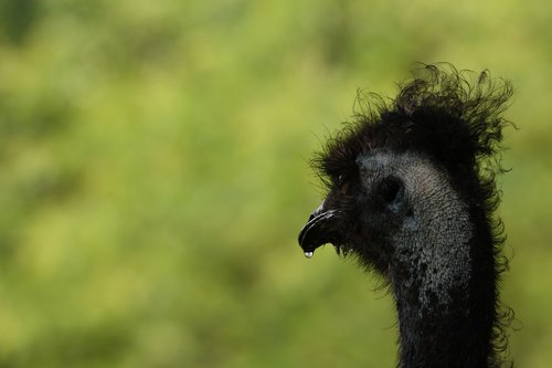 emu  bird  zoo