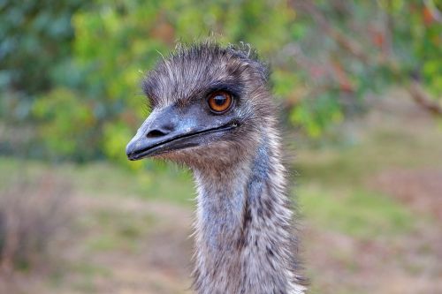 emu australia bird
