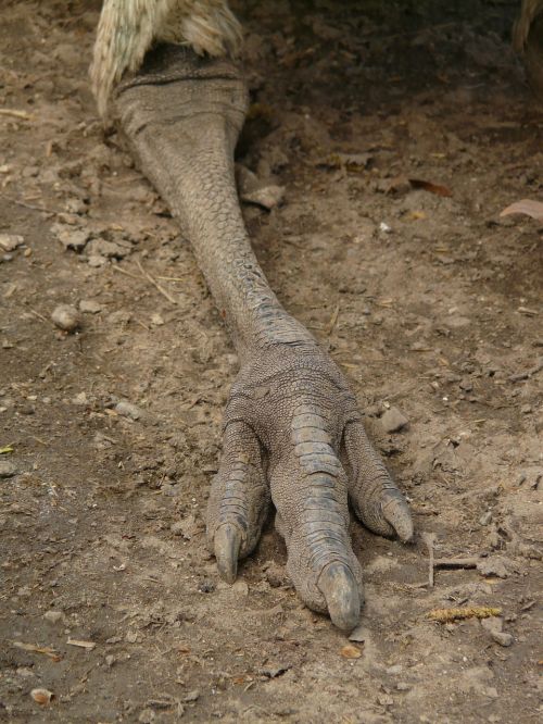 emu foot claw