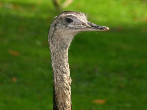 emu bird head