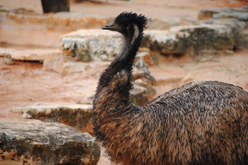 emu bird nature