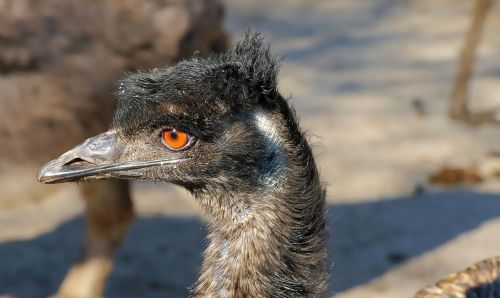 emu flightless bird bird