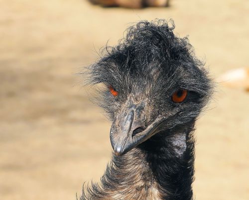 emu portrait head