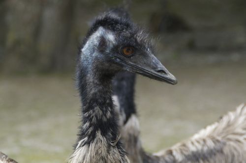 emu flightless bird bird