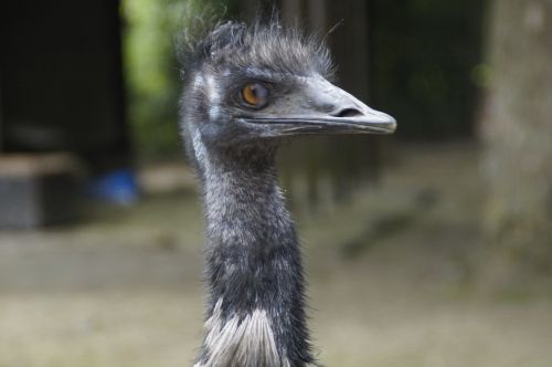 emu flightless bird bird