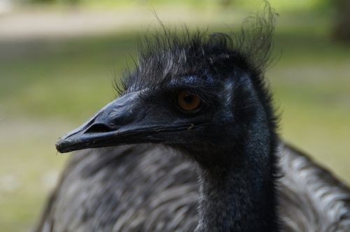 emu flightless bird portrait