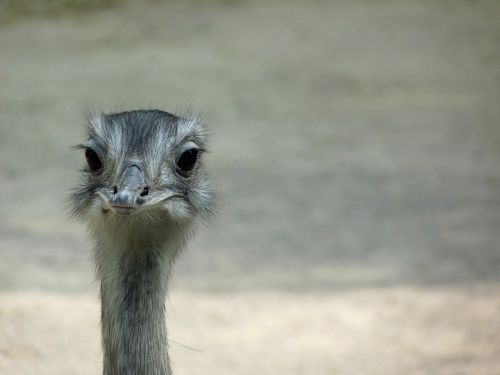 emu bird wild