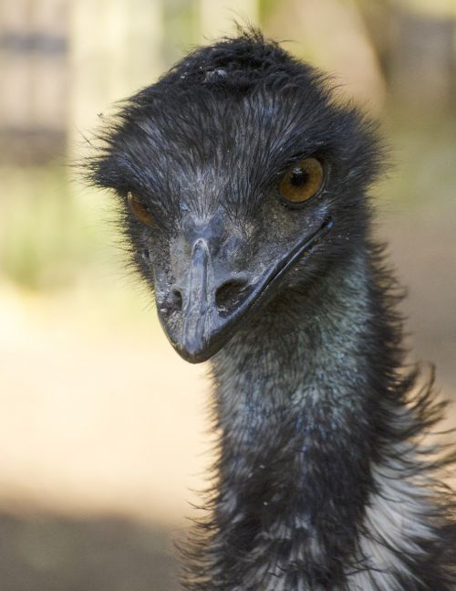 emu bird wildlife