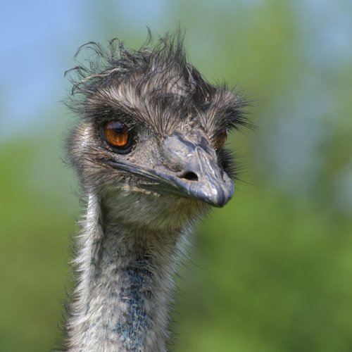 emu australia  bird  portrait