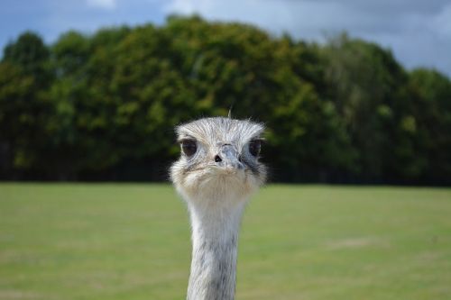 emu zoo head animals