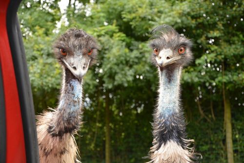 emus emu big bird