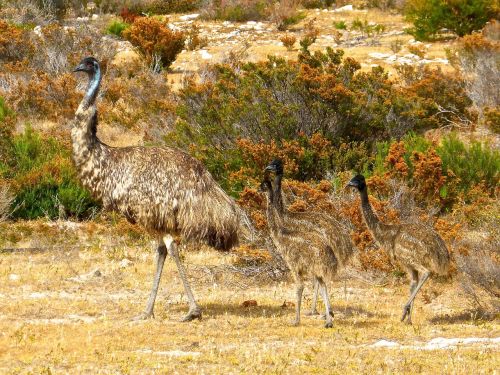 emus birds flightless