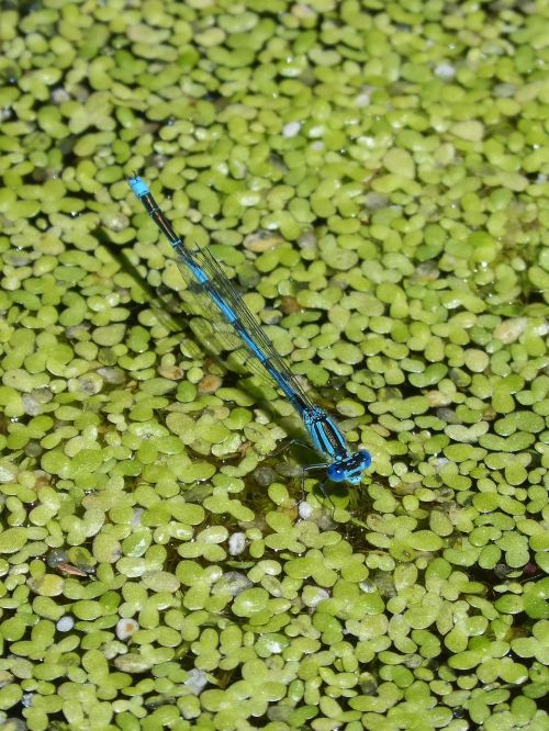 enallagama cyathigerum blue dragonfly pond