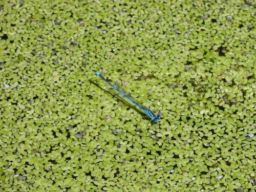 enallagama cyathigerum blue dragonfly pond