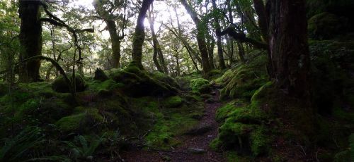 enchanted forest fairy tale forest