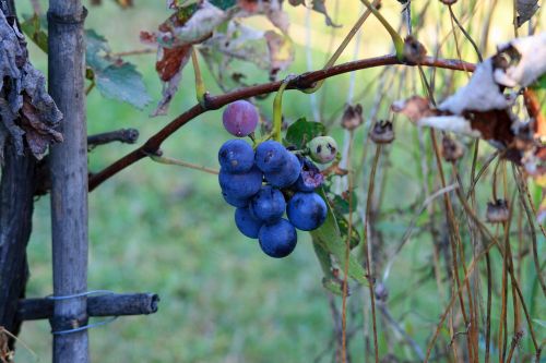 End Of Summer Grapes
