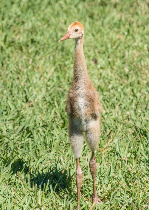 endangered sand hill crane baby