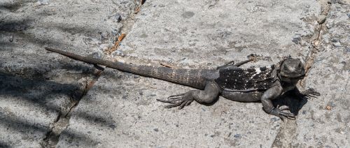 endangered black iguana reptile