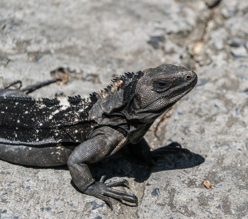 endangered black iguana close up