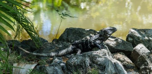 endangered black iguana nature