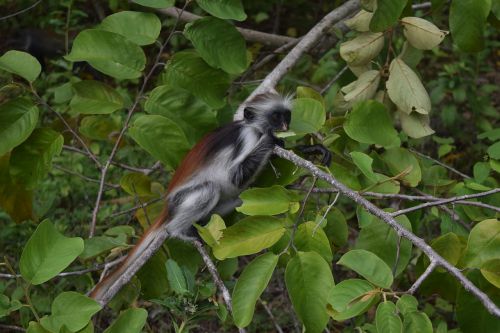 endemic monkey guaréza red zanzibar zanzibar