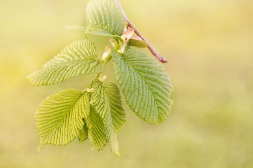 engine leaves green