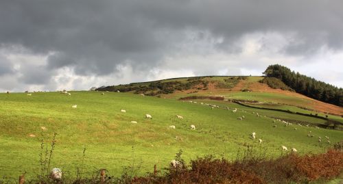 england pasture sheep