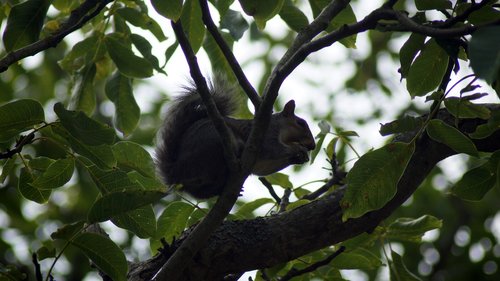 england  squirrel  tree