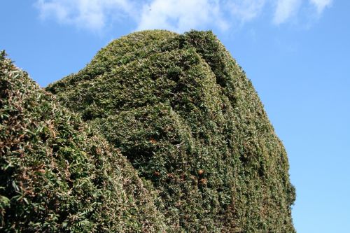 England Garden Hedges